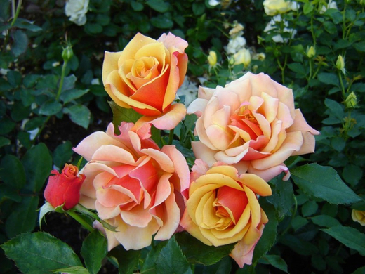 Роза Бель Эпок С7 Закупка М57 июнь 2026