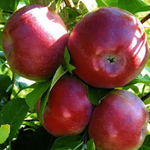 Яблоня зимняя Лобо (2-летняя) п/карл.подвой ЗКС