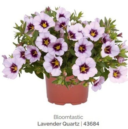 Calibrahoa Bloomtastic Lavender Quarts ОКС укорененный черенок Под заказ, производство 4-5 недель