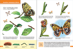 Тайны природы. Школа семи гномов 5+