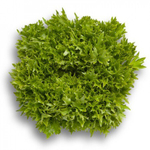 Эксайт семена салата хрустящего с сильно рассеченным листом (Rijk Zwaan / Райк Цваан)