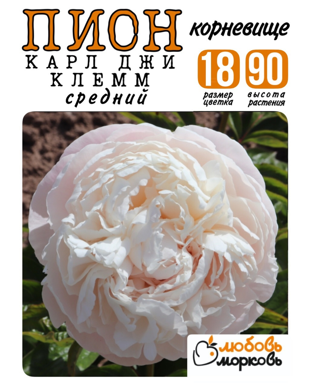 Пион Корневище, Карл Джи Клемм, 1-3почки, 1шт (Любовь Морковь)