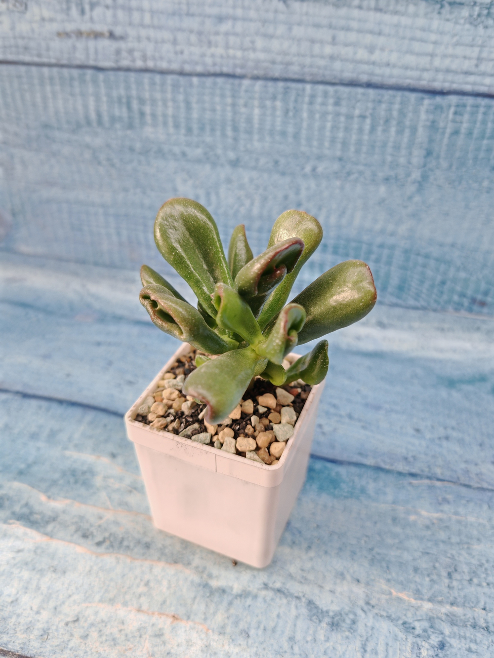 Crassula Ovata Hobbit (Крассула)