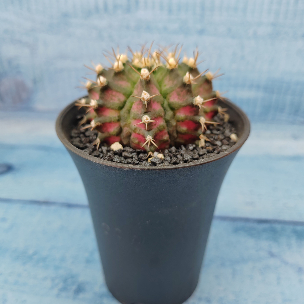 Gymnocalycium T-Rex Pink hybride (Гимнокалициум T-rex)