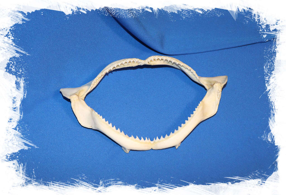 Челюсть акулы Купить