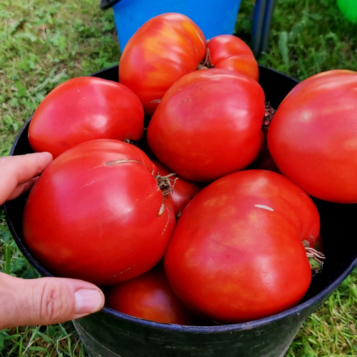 Помидоры - Второе Красное Сердце Быка