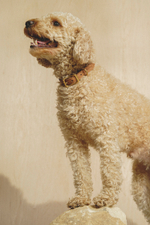 Классический прямой ошейник Рыжий