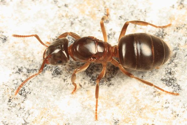 Lasius umbratus