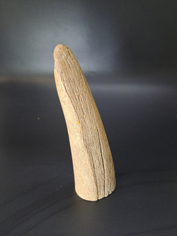 Бивень мамонта для коллекции