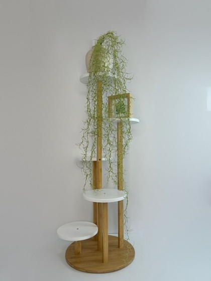 Тилландсия паутинка / Арт 4219