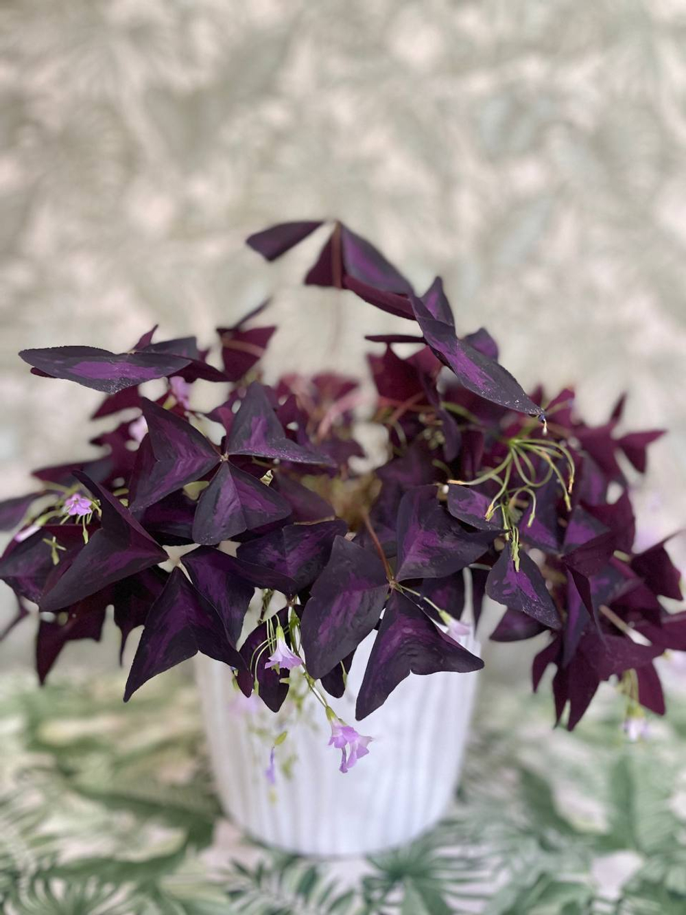 Кисличка Чудесница Природный Талисман Благополучия! (5 луковиц)