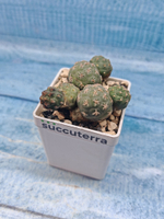 Puna Bonnieae (Пуна)