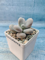 Pachyphytum Oviferum (Пахифитум)