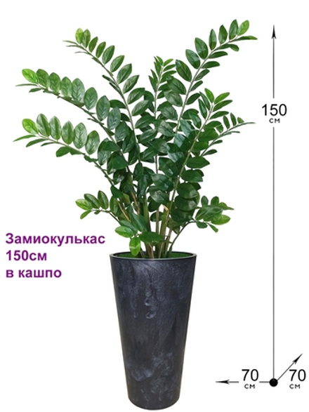 Замиокулькас в высоком черном кашпо
