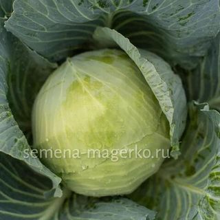 Капуста белокочанная Тореадор F1 2500 (семян)