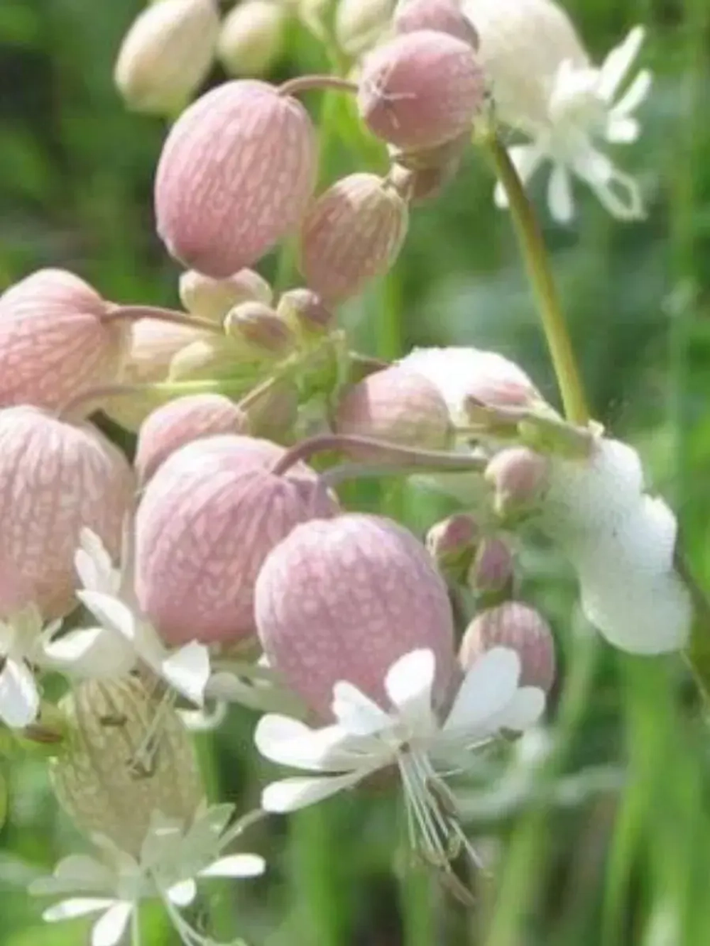 Семена Смолевка обыкновенная (Silene vulgaris) 1 гр
