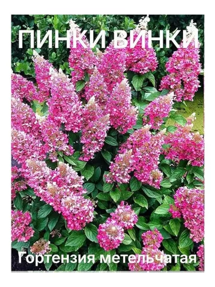 Пинки Винки гортензия метельчатая