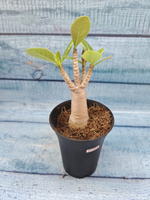 Adenium Baobab (Адениум)