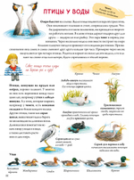 Книга о птицах. BIObook А. Толмачёва