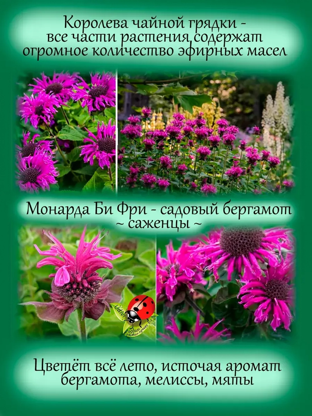 Монарда Би Фри садовый бергамот