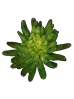 Суккулент 107 зеленый