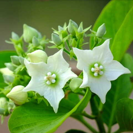 Валларис глабра – Vallaris glabra