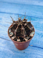 Gymnocalycium Friedrichii (Гимнокалициум)