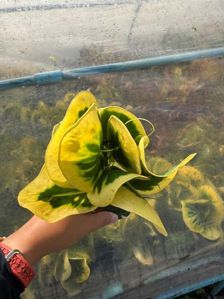 Проверка состояния корней у кротонов в губке