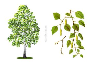 Лист Березы 50 гр - травяной сбор №8