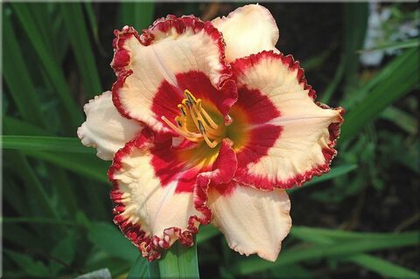 Лилейник гибридный Лайс энд Липстик