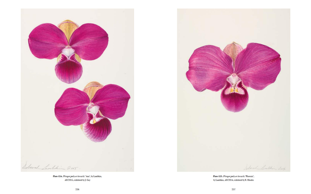 RHS Orchids