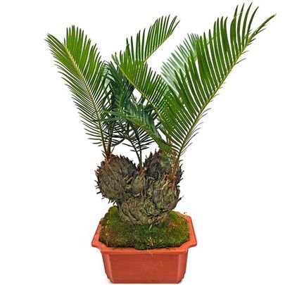 Цикас бонсай, Саговник поникающий (Cycas revoluta)