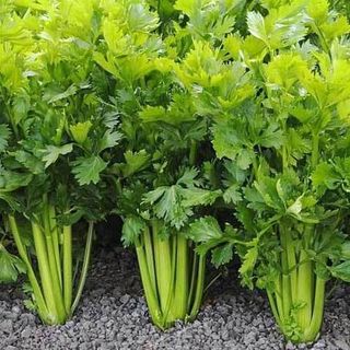 Сельдерей листовой Потенциал 50 грамм