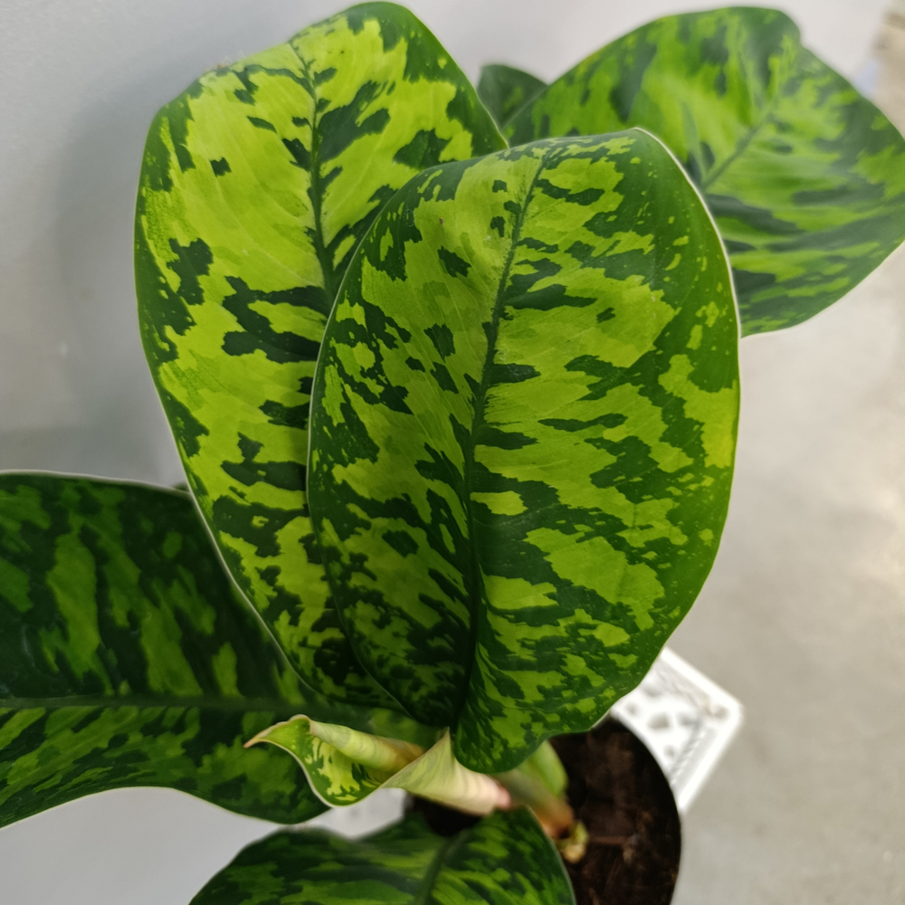 Хомаломена Камуфляж