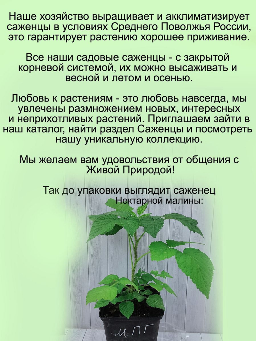 Малина Нектарная гибрид малины и княженики