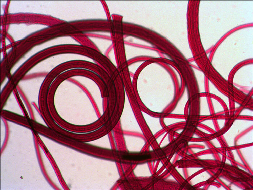 Микроскоп цифровой Levenhuk D320L BASE, 3 Мпикс, монокулярный