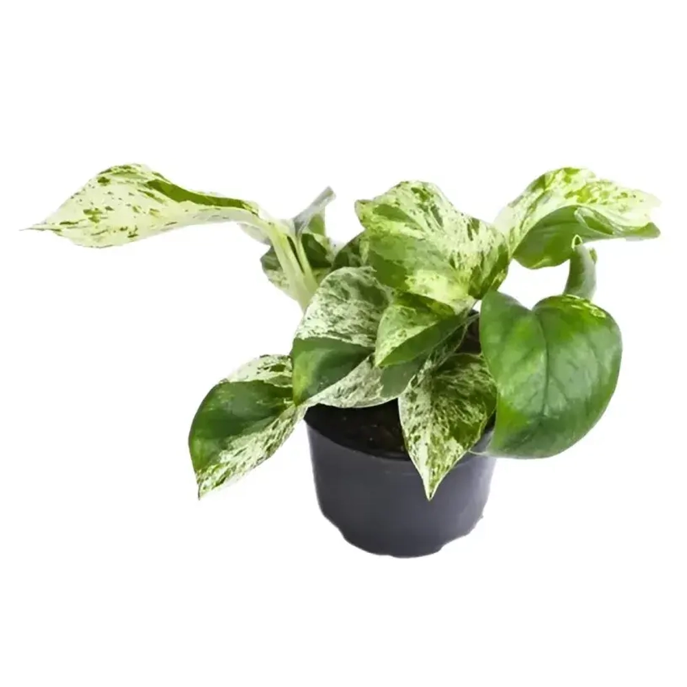 Сциндапсус Лягушка