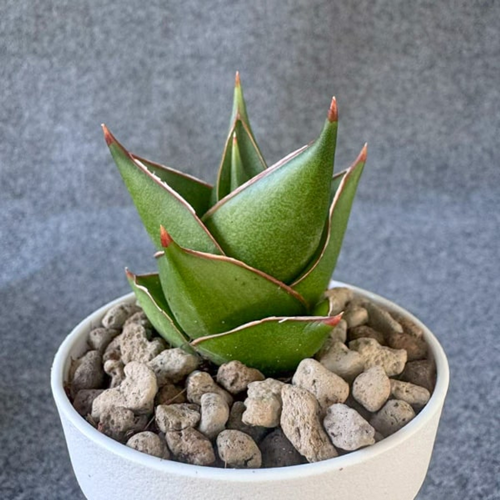 Сансевиерия TOWER DWARF