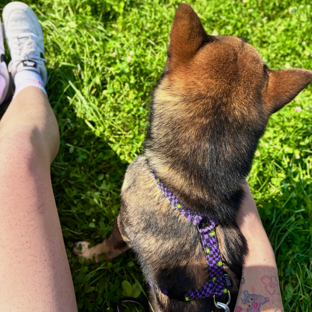 Шлейка Lav Flash+Neon Riot