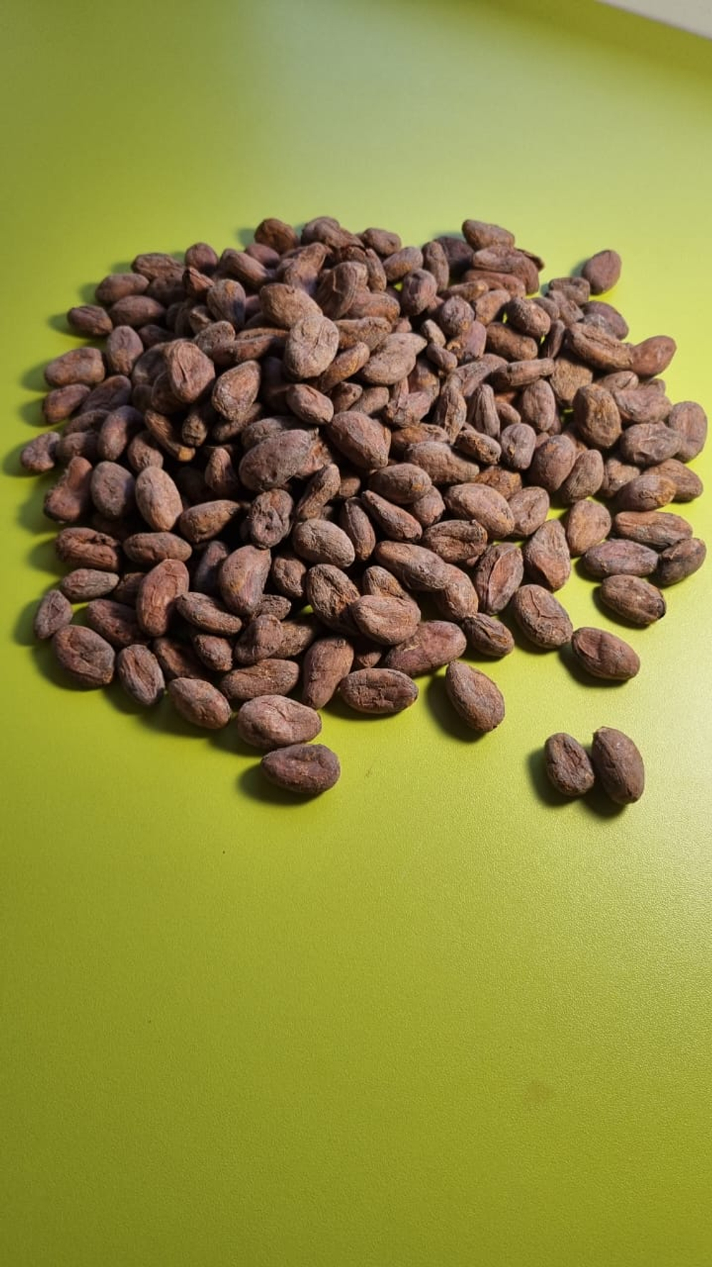 Кокоа Камили