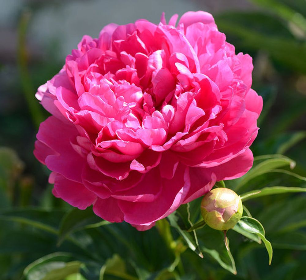 Пион Боучелла цветок