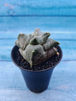 Astrophytum Myriostigma monstrosa (Астрофитум)