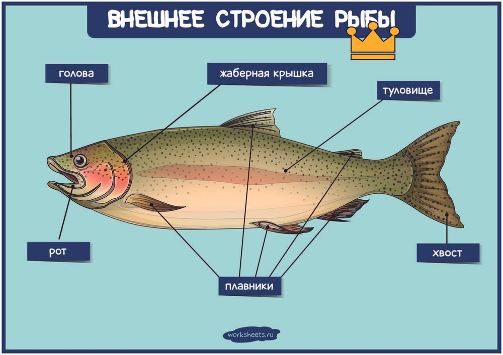 Влажный препарат Внутреннее строение рыбы — купить по ФГОС | Учебный стандарт