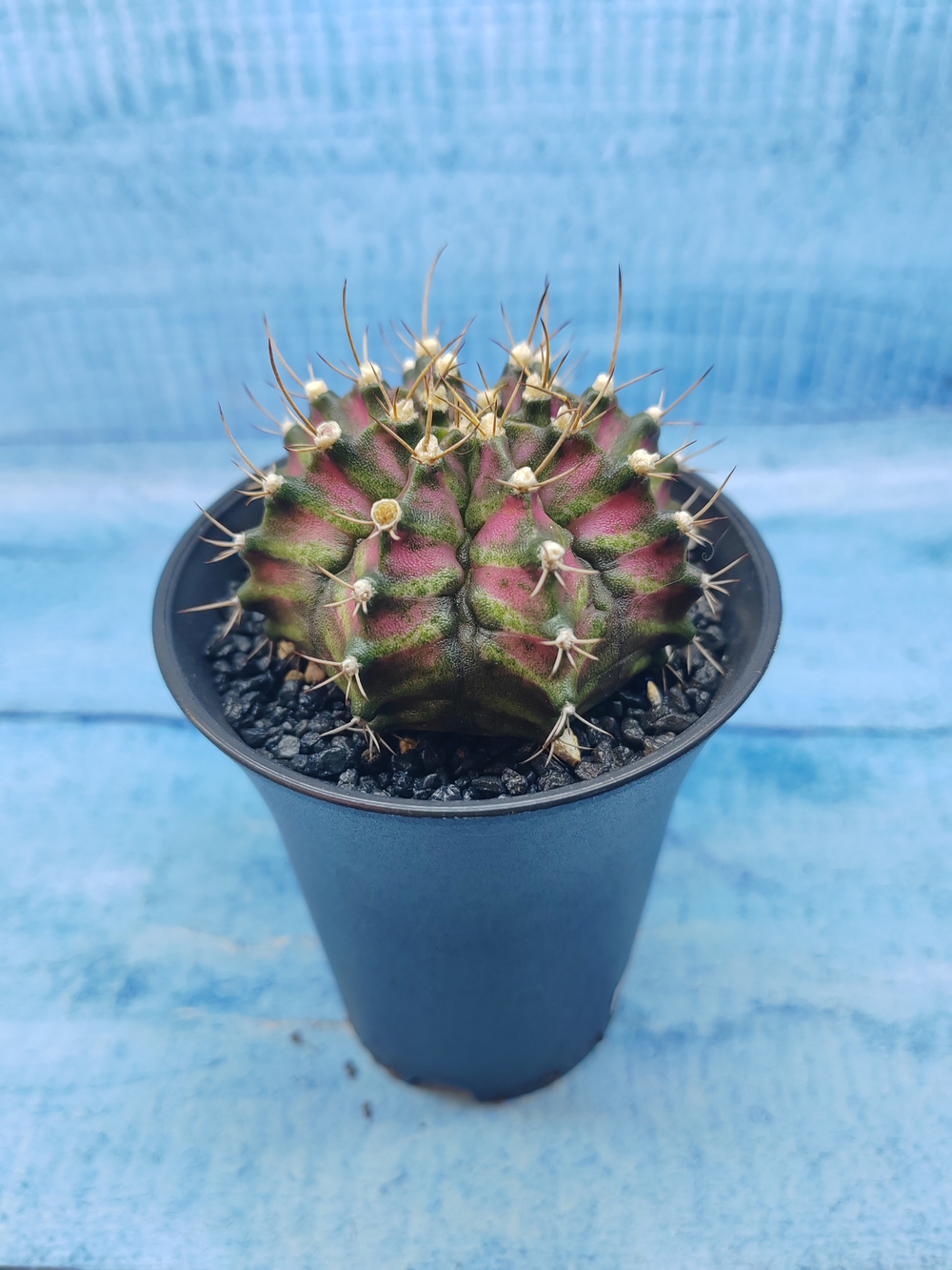 Gymnocalycium T-Rex Pink hybride (Гимнокалициум T-rex)