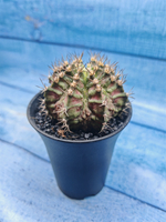 Gymnocalycium T-Rex Pink hybride (Гимнокалициум T-rex)