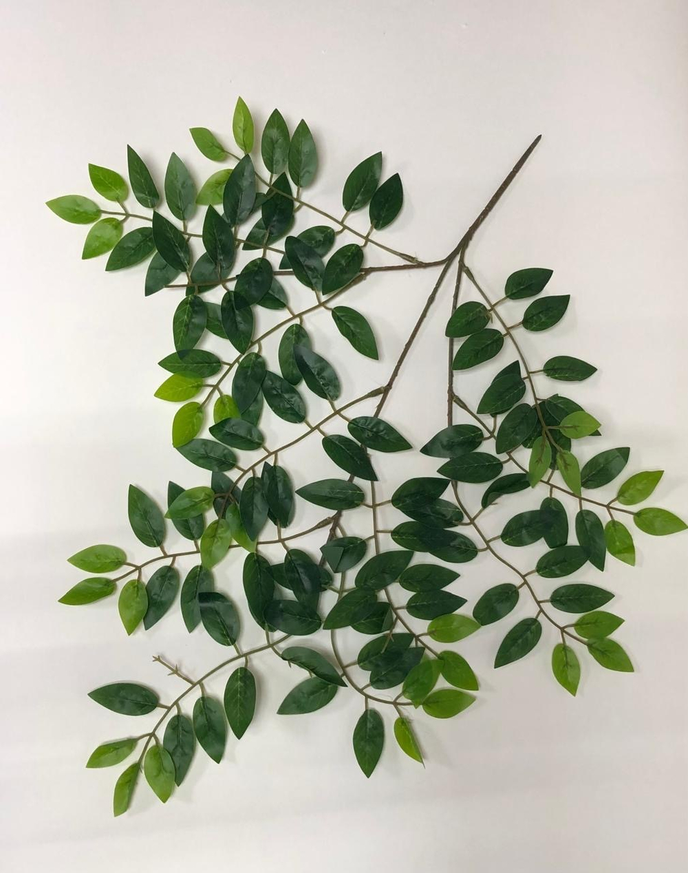 Листья фикус мелколистный