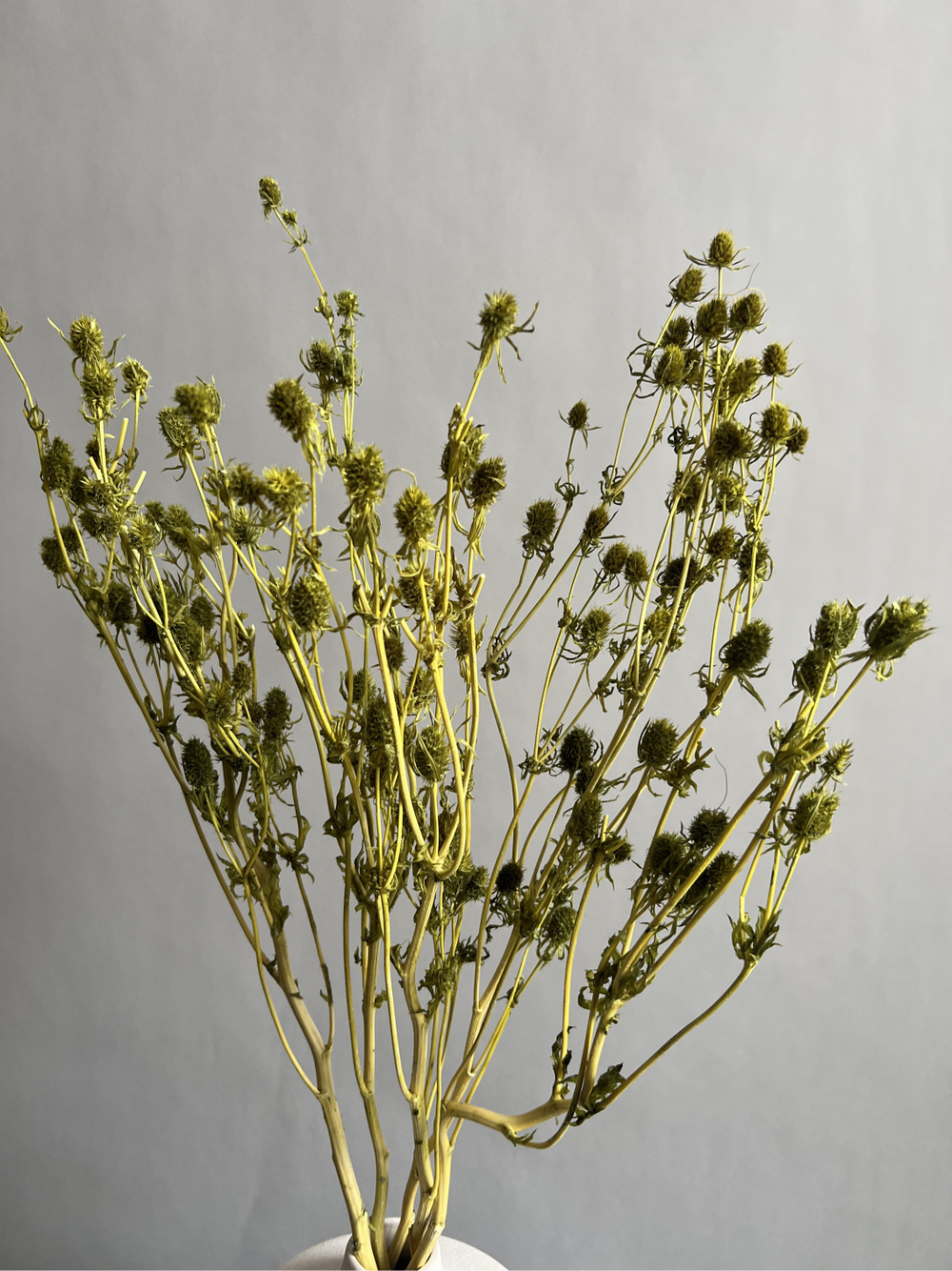 Эрингиум салатовый