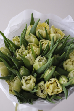 Моно из 25 пионовидных тюльпанов Авангард