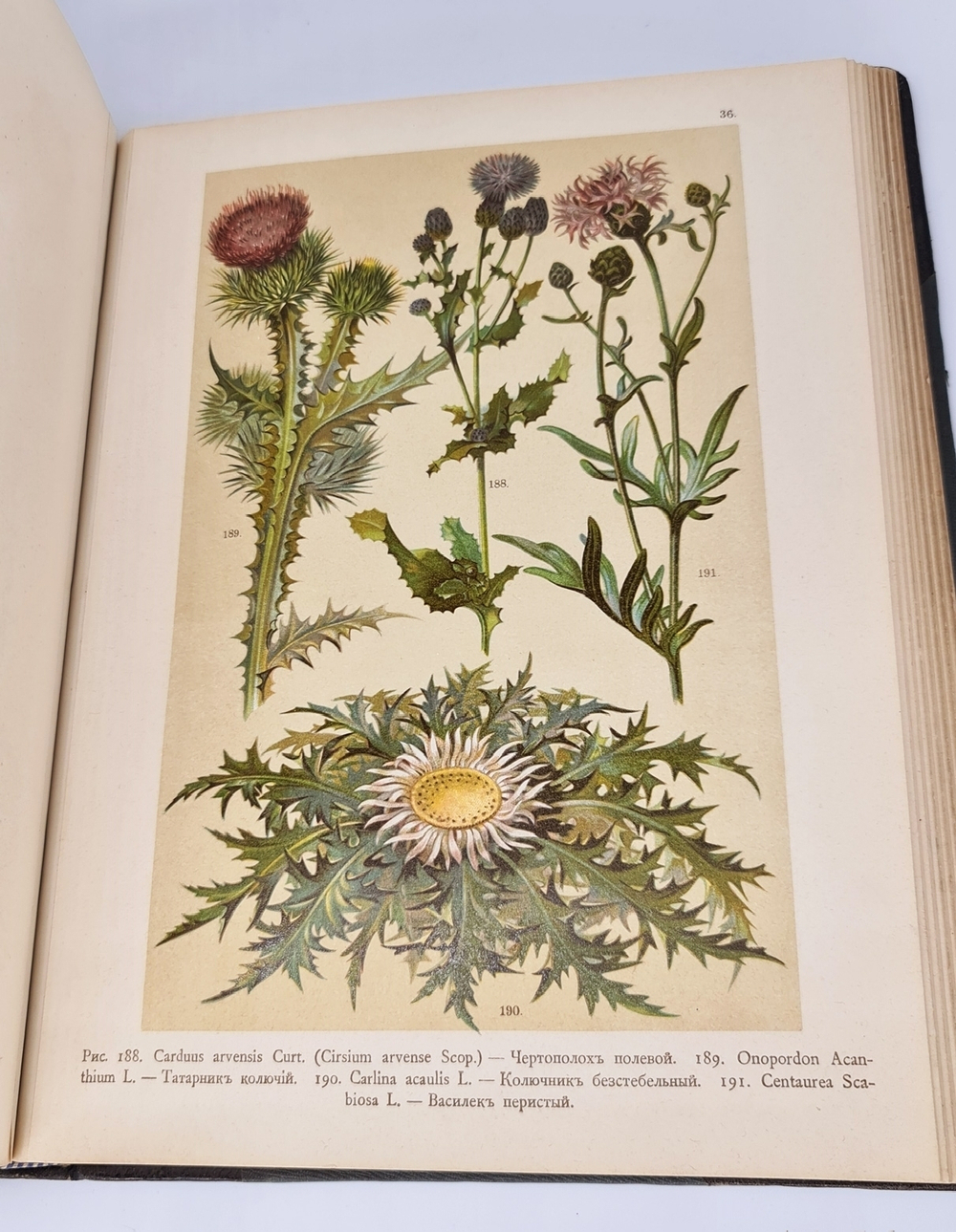 "Ботанический атлас по системе де-Кандоля". К.Гофман. 1899 г. - редкая книга