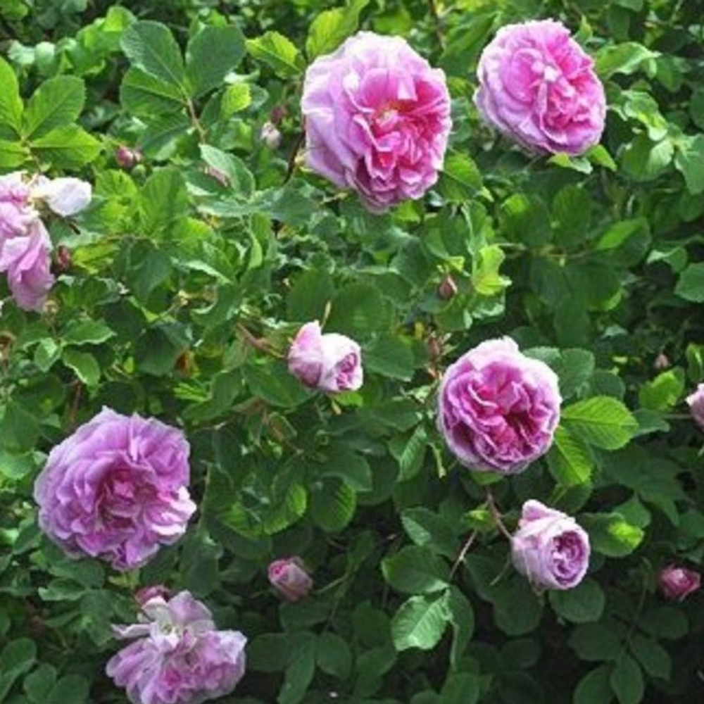 Роза канадская Свит Аделин С4 Закупка М43 июнь 2026